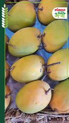 हापूस आंब्याचे दर-_1