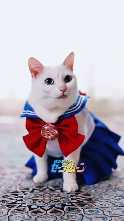 C'est quoi ce chat ? ?