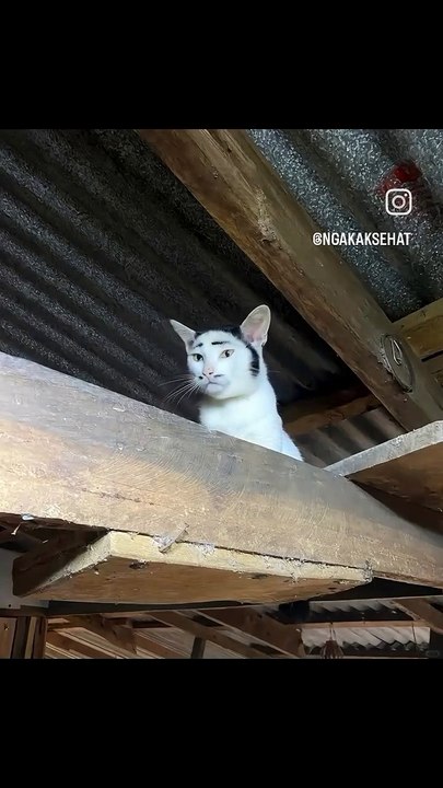 C'est quoi ce chat ? ?