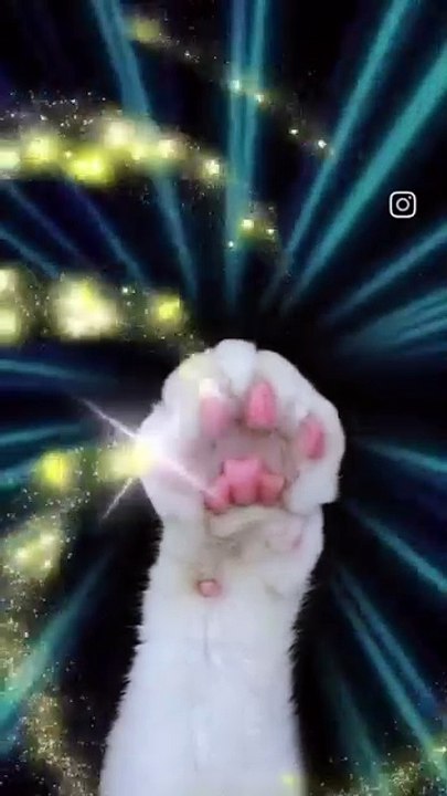 C'est quoi ce chat ? ?