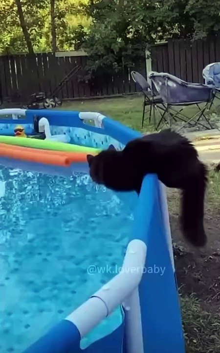 these cats are out of the world :-D