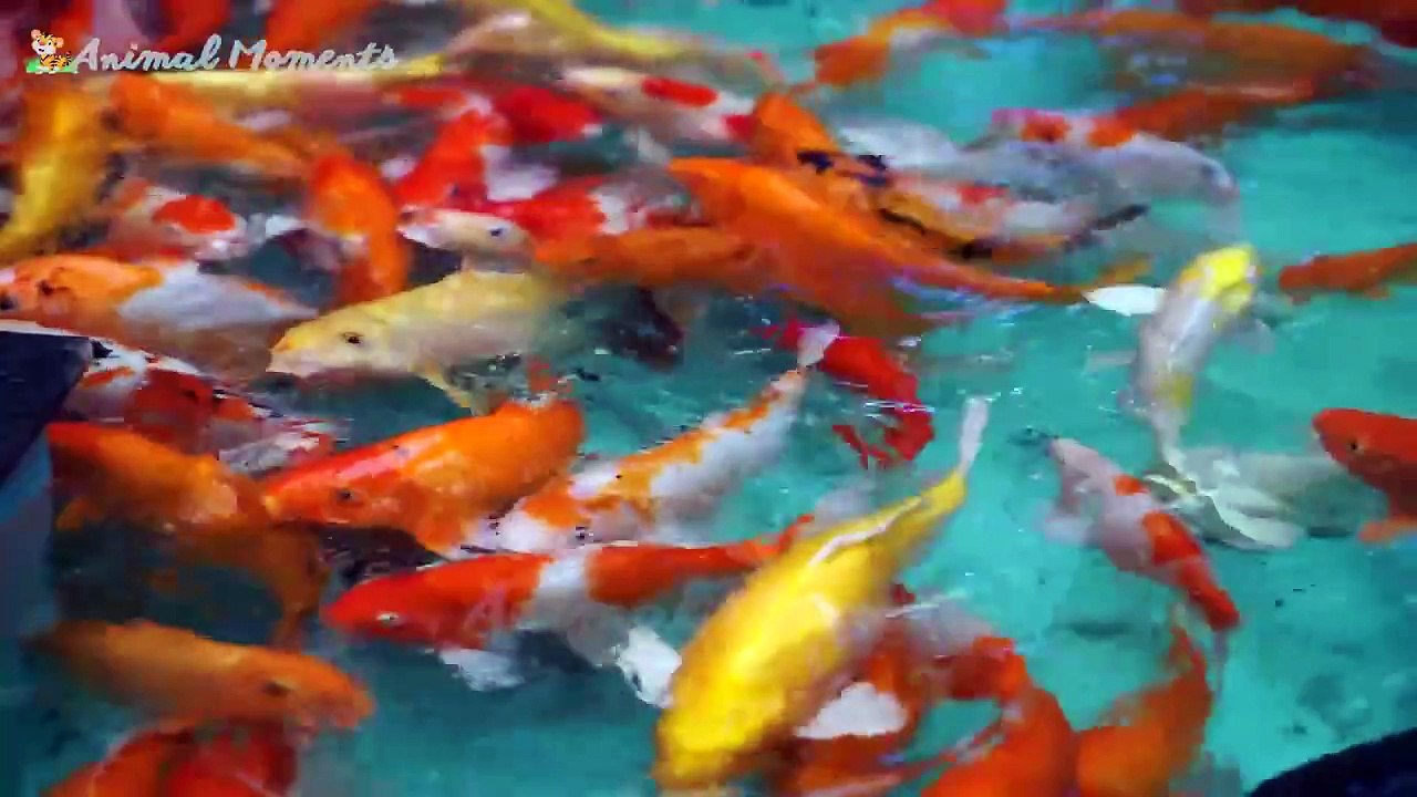 Animals So beautiful