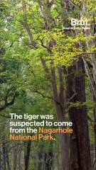 Tiger Chases Motorcyclists In Hair-Raising Video