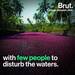 Pink Blossoms Turn Kozhikode Canals To Paradise