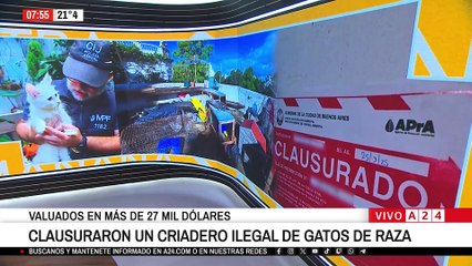 🚨 CLAUSURARON UN CRIADERO ILEGAL DE GATOS DE RAZA EN CABA