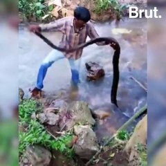 The King Cobra VS Kerala Snake Catcher