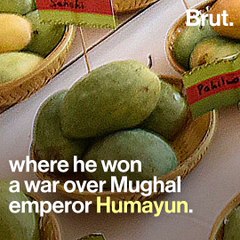 An Ultimate Mango Guide