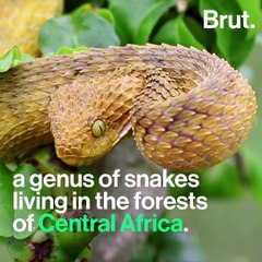 The Striking Appearance Of Bush Vipers