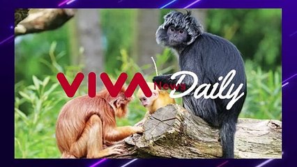 Lutung Putih Emas Langka Ditemukan di Pulau Jawa