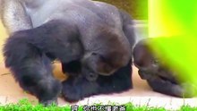搞笑動物系列第285集-小猩猩跟老爸在一起，總能學到不一樣的知識!