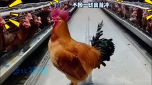 搞笑動物系列第282集-像極了我那個公司糟糕的早會
