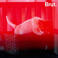 Here’s Why You Shouldn’t Gift Someone A Pet