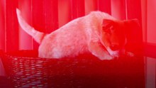 Here’s Why You Shouldn’t Gift Someone A Pet