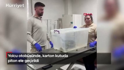 Yolcu otobüsünde, karton kutuda piton ele geçirildi!