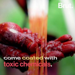 Birds Have No Answer To India’s Killer Kites