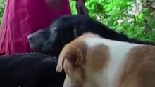 Animal Lover Feeds Around 500 Dogs Daily
