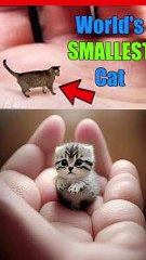 Smallest cat breed In The world