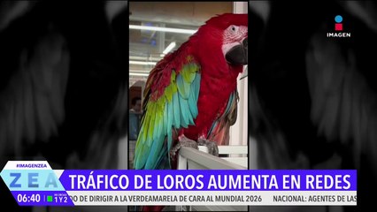 Aumenta el tráfico ilegal de aves por internet en México