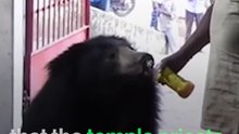 Bears Visit A Chhattisgarh Temple