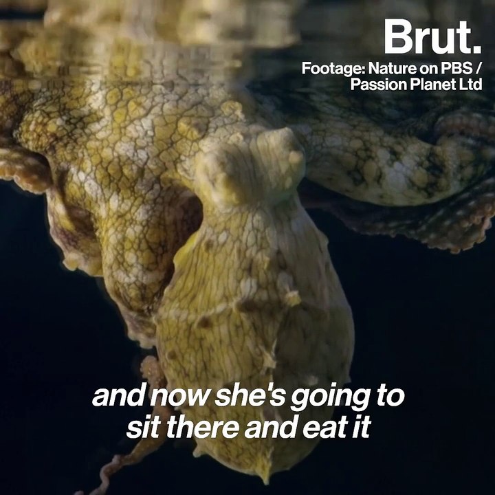 Is this Colour-Changing Octopus Dreaming?