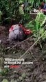 Kaziranga Wild Animals Fight Assam Flood Fury