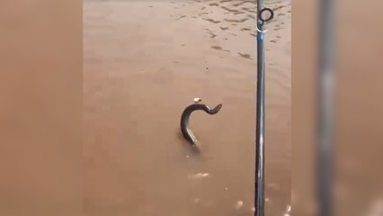 Cobra "nadadora" gigante vai parar em anzol de pescador no rio Araguaia