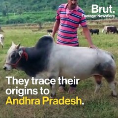World's Smallest Breed Of Cows Are From Andhra Pradesh