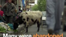 It's Tigers VS Cows