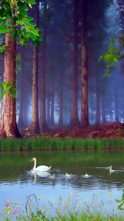 Nature Beauty
