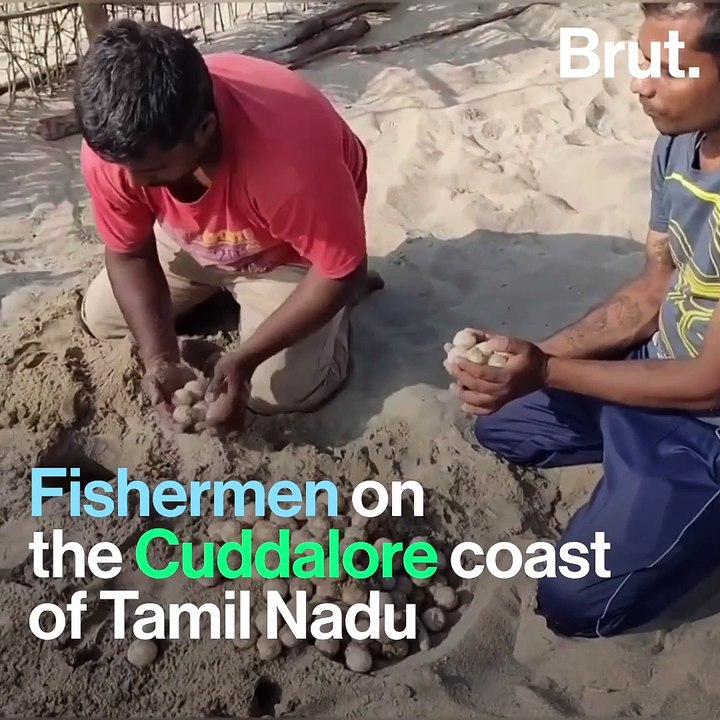 How Fishermen Help Endangered Turtles Every Year
