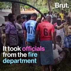 This Baby Elephant Had A Great Fall