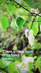 The Golden Snub-nosed Monkey Is Under Threat