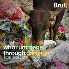 These "Plastic" Bags Are 100% Biodegradable