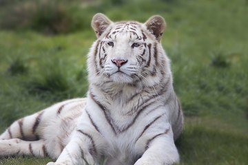 Ce TIGRE sème la PANIQUE !