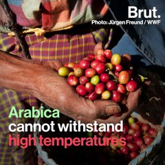 60% of Wild Coffee Species Are Threatened