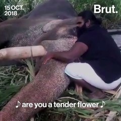 Man Helps Elephant Fall Asleep With Soothing Lullaby