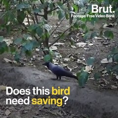 These Indians Built A Park Just For Crows
