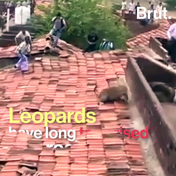 Leopards, Terrifying Predator In Cities, May Be Saving Lives
