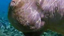 Fishermen Rescue The Ocean's Oddball