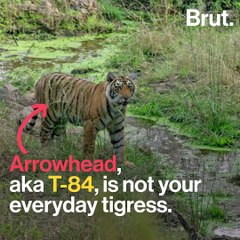 This Tiger's Family Feud Is Rather Wild