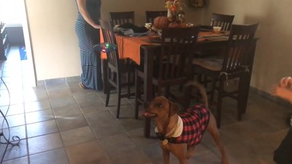 Dog Curiously Chases Drone