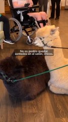 Alpacas para terapia en Irlanda