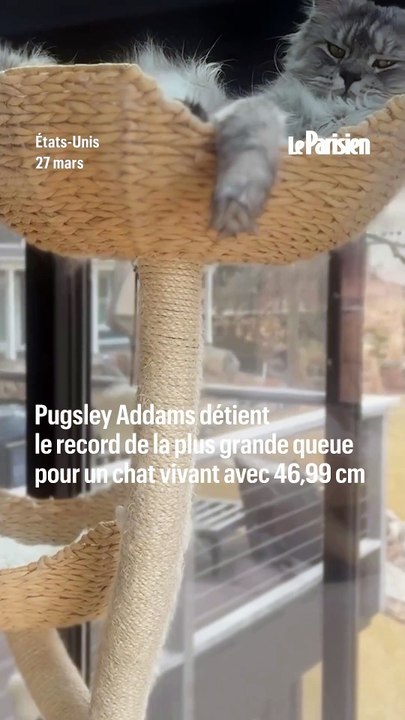 Ce chat a la plus grande queue du monde