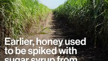 Is Your Honey Really Honey? Latest Revelations