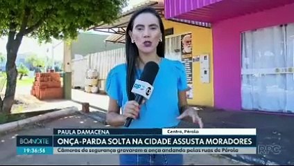 #jornaldatvpravoce ONÇA-PARDA E VISTA POR MORADORES DE PÉROLA CIDADE OESTE DO PARANÁ