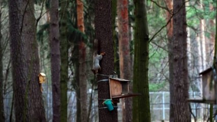 شاهد السناجب في موسكو تعيش مع مغذيات تعمل بالذكاء الاصطناعي