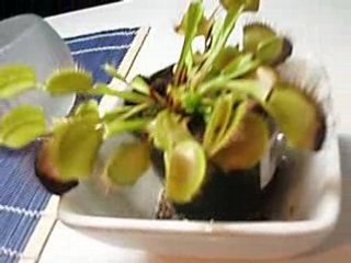 Plante cannibale alias carnivore