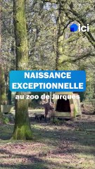 Naissance exceptionnelle d'un louveteau à crinière en Normandie