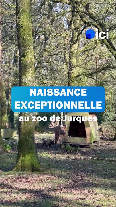 Naissance exceptionnelle d'un louveteau à crinière en Normandie