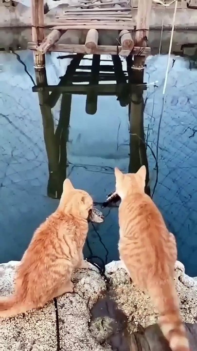 ninja cats